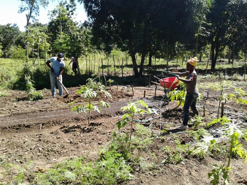 Agronomy technicians Songé Gilles and Aneus St. Jusma work in the experimental gardens at the Grepen Center in Gros Morne, Haiti. (Geri Lanham)